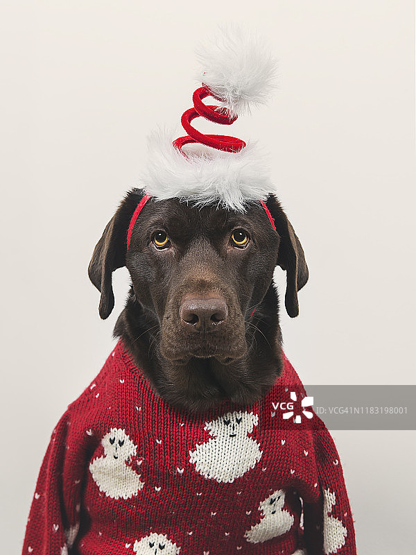 穿着圣诞衣服的狗图片素材