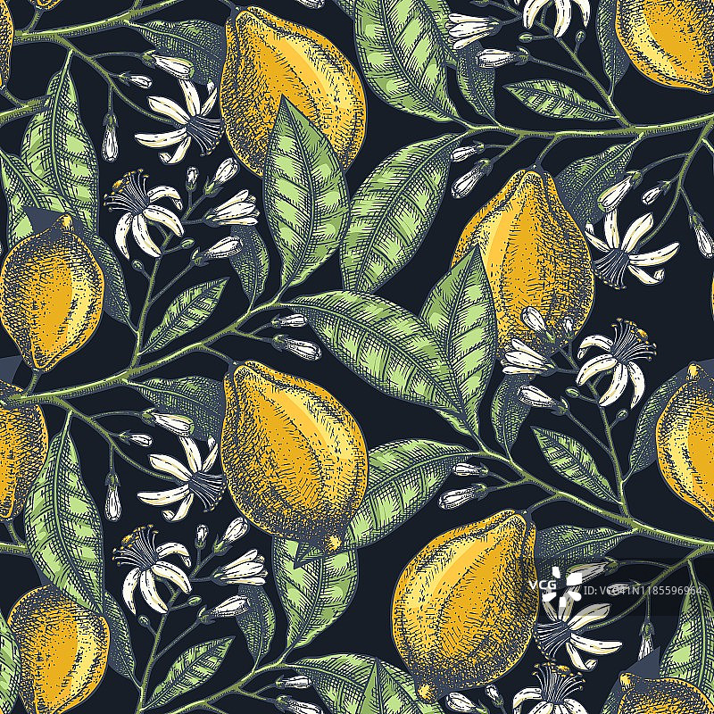 柠檬树颜色图案水彩风格图片素材