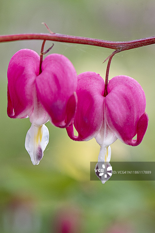 美丽的亚洲流血的心粉红色花也被称为Lamprocapnos spectabilis或Dicentra春天开花的特写图像图片素材