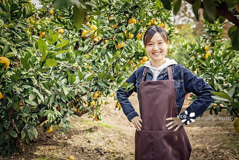 在果园里采摘有机橙子的亚洲妇女图片素材