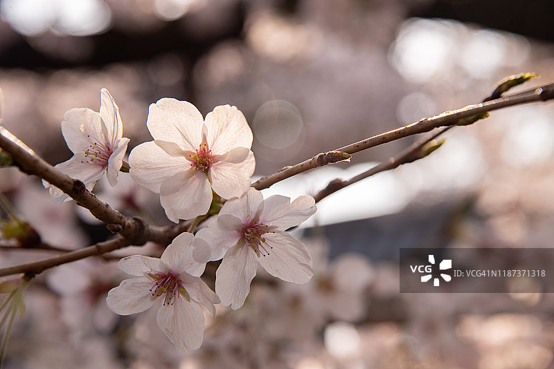 日本关西大阪的樱花特写图片素材