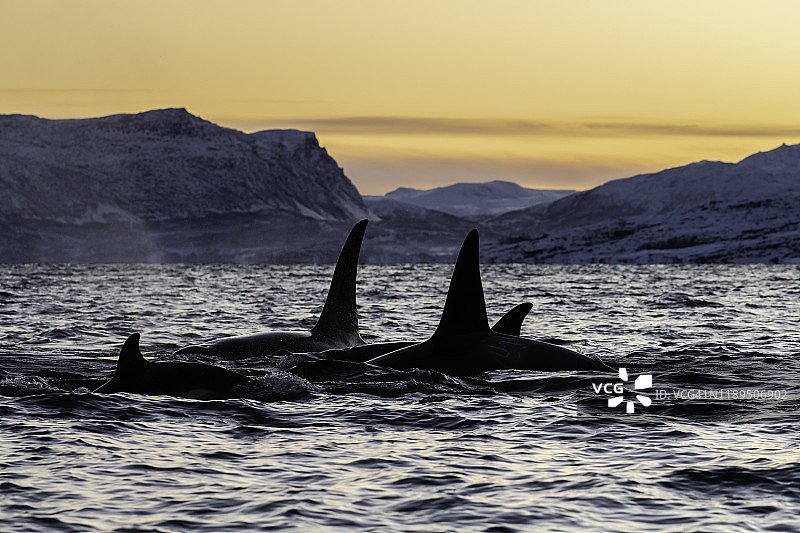 清晨，挪威北部Kvaenangen峡湾地区，一群虎鲸。图片素材