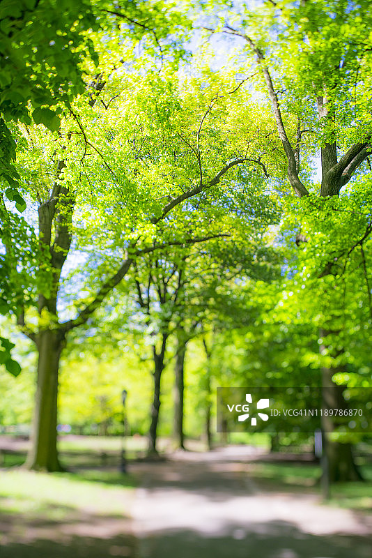 2019年5月6日，在美国纽约中央公园，一排排绿色的球座环绕在人行道上。图片素材