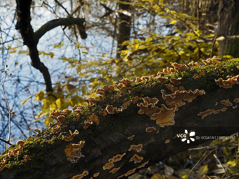瑞士马焦雷湖，Bolle di Magadino死树干上的橙色真菌图片素材