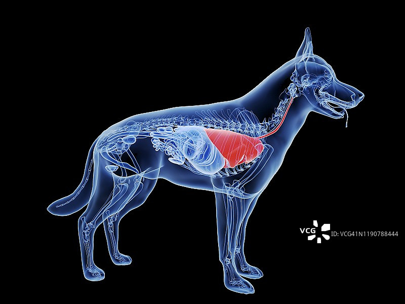 狗肺,插图图片素材