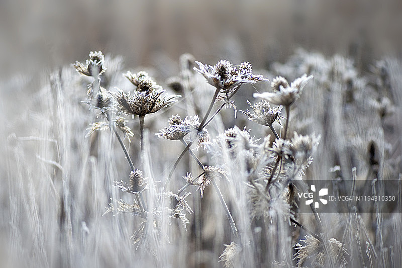 巨大的海冬青花/种子头覆盖在冬天的霜冻中，也被称为巨大的Eryngium giganteum“银鬼”的特写图像图片素材