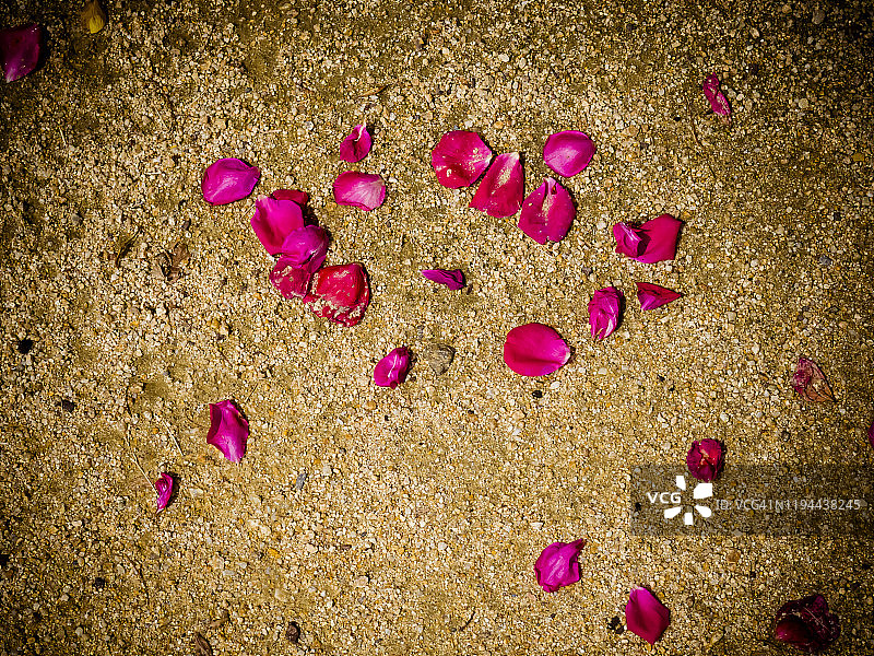 地上有一群粉红色的花瓣。团队合作的概念。图片素材