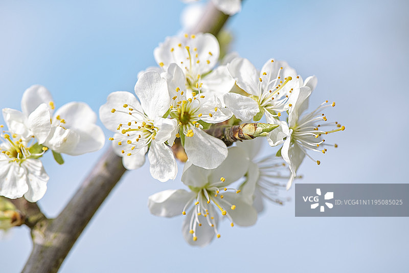 特写美丽的春天，白色的梅花树的花朵映衬着蓝色的天空图片素材