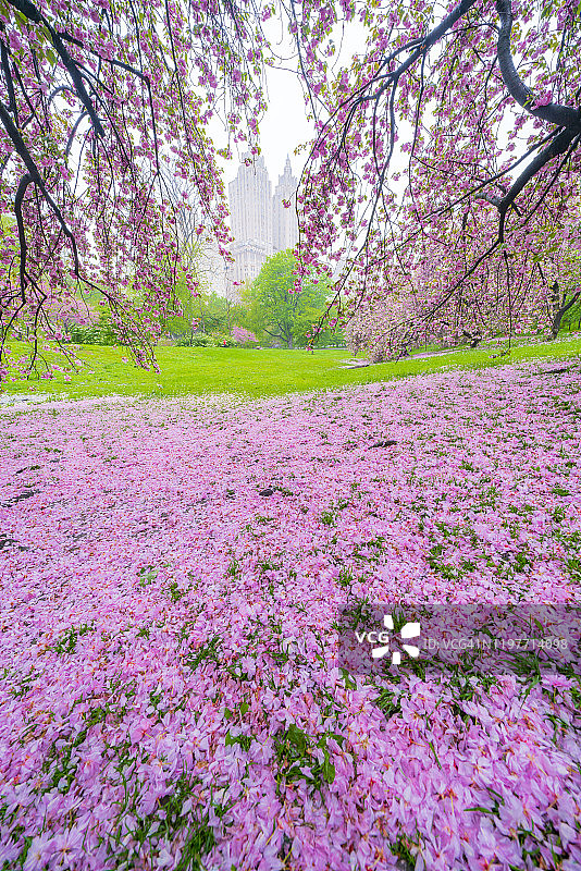 2019年5月4日，在美国纽约中央公园的草坪上，透过散落在草坪上的樱花花瓣，可以看到中央公园西边的建筑。图片素材