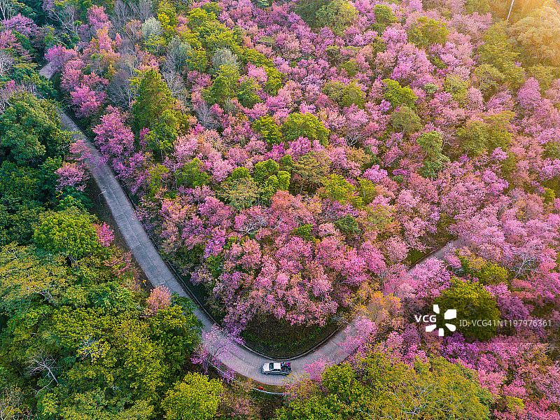 鸟瞰图的汽车行驶在道路与美丽的樱花盛开在泰国的冬天。图片素材