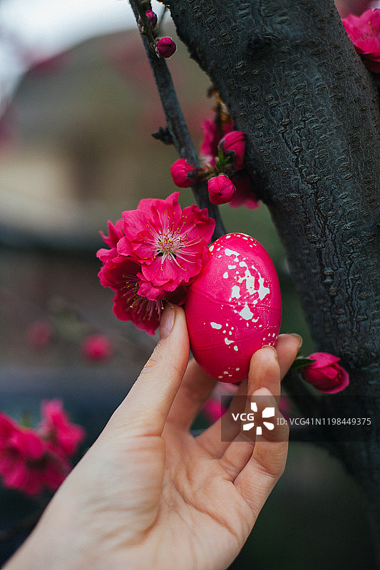 年轻女子的手拿着粉红色的复活节彩蛋在五颜六色的背景与盛开的粉红色桃花枝图片素材