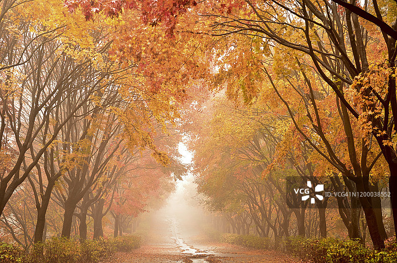 美丽的枫树风景，天安号，韩国图片素材