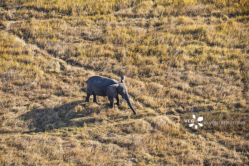 大象鸟瞰图，奥卡万戈三角洲，博茨瓦纳，非洲图片素材