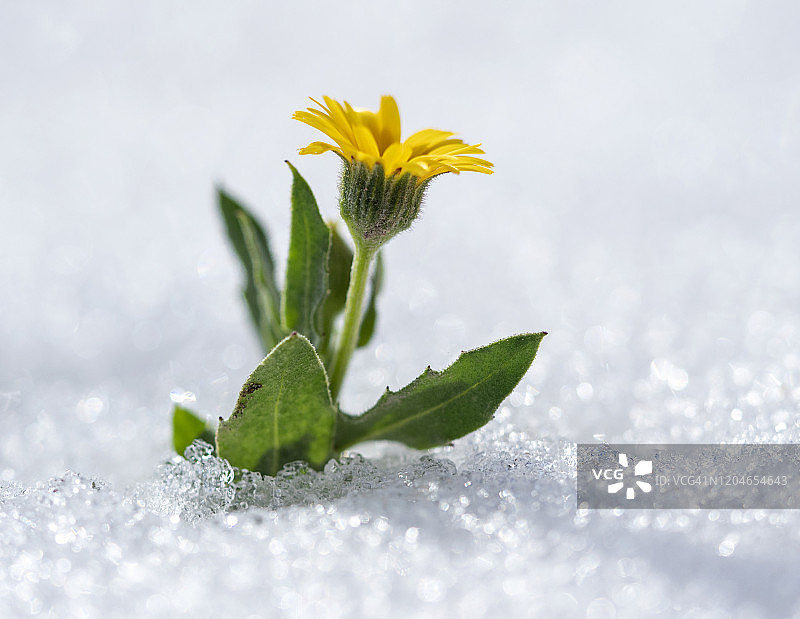 开花的植物出现在春雪之间。图片素材