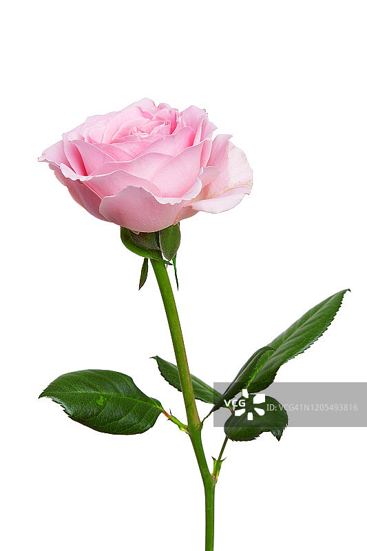 粉红色玫瑰花孤立在白色背景上图片素材