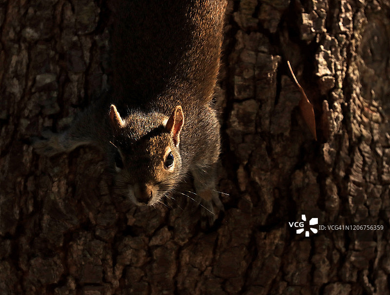 一只松鼠从树干上爬下来看着摄像机，阳光照在它一半的头上图片素材