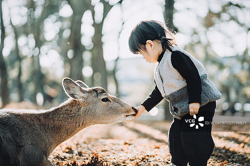 在日本奈良公园，一个可爱的亚洲小女孩在温暖的阳光下抚摸着一只野鹿图片素材