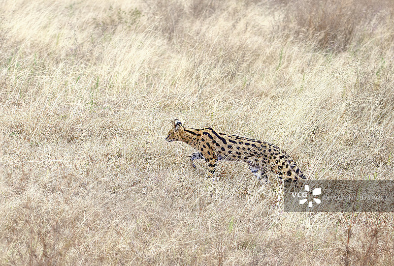 坦桑尼亚恩戈罗戈罗火山口，金色的草和几只从上往下的猎物图片素材