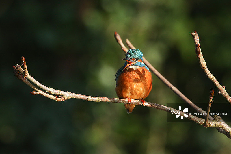 一只美丽的翠鸟，阿尔塞多，正栖息在一棵长在河上的树枝上，张开着它的喙。图片素材