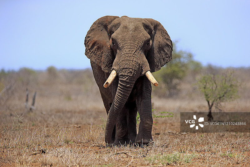 非洲象(Loxodonta africana)，成年雄性寻找食物，克鲁格国家公园，南非，非洲图片素材