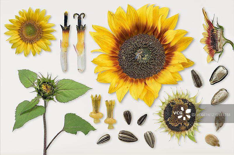 向日葵(向日葵)，带花的画板，种子，汗蜂，德国图片素材