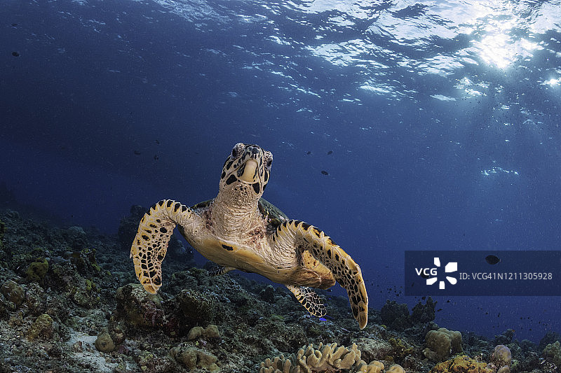 玳瑁海龟游过珊瑚礁，金贝湾，巴布亚新几内亚。图片素材