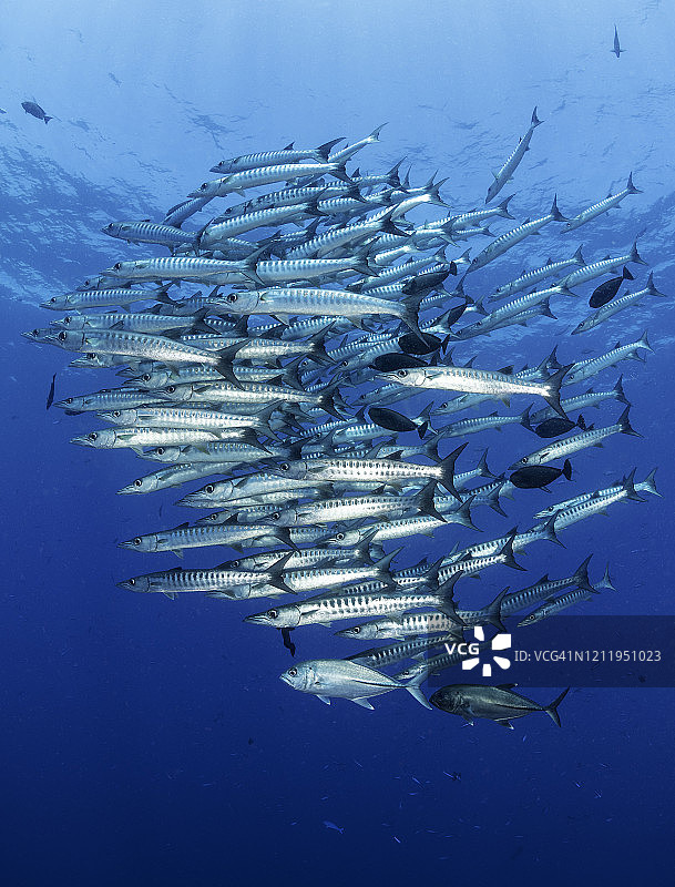 巴布亚新几内亚金贝湾的大型梭鱼群。图片素材