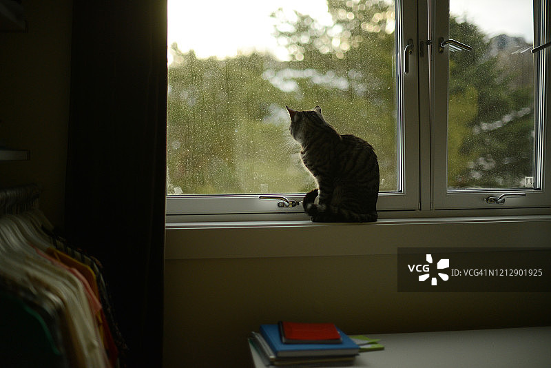 一只猫坐在窗台上图片素材