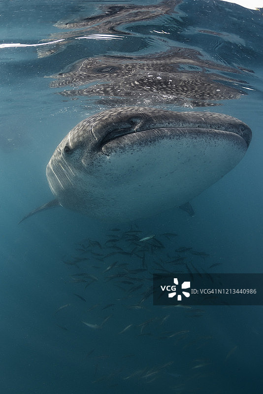墨西哥下加利福尼亚，科尔特斯海，鲸鲨在水面上滤食桡足类动物。图片素材