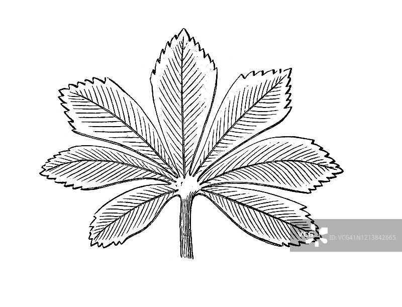 老雕刻插图的马栗叶-植物学-叶子，花，果实。古董插图，流行百科全书出版1894年。这幅作品的版权已过期图片素材