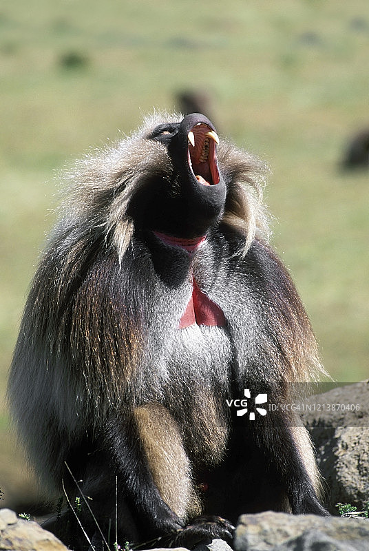 狒狒，塞门山国家公园，埃塞俄比亚图片素材
