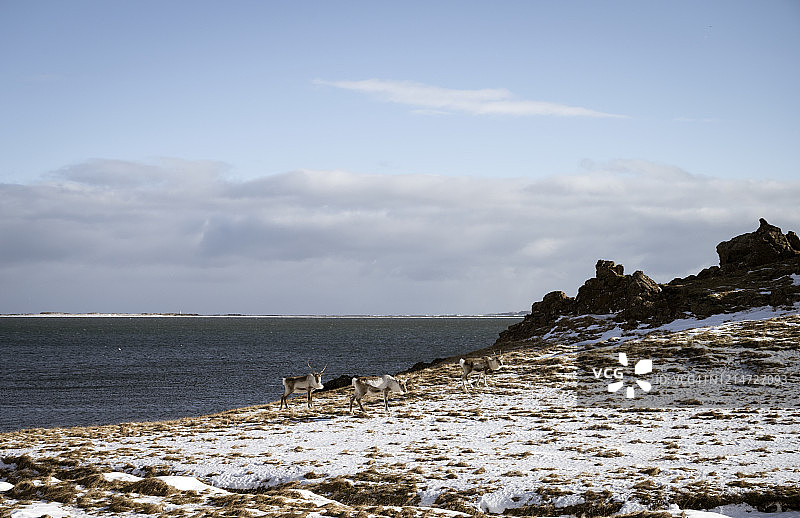 冰岛东部阿尔夫塔峡湾的三只驯鹿图片素材