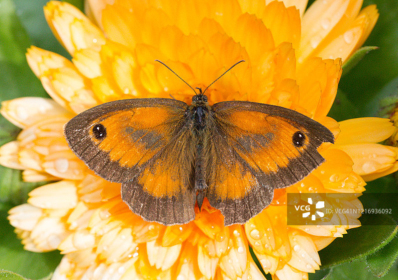 花上橙色和棕色的蝴蝶靠近图片素材