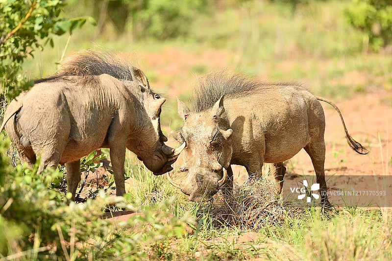 野生疣猪在非洲的丛林草原上战斗图片素材