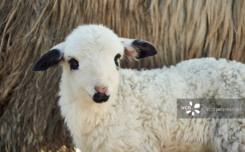 非常小的羔羊，黑白相间，几乎站立不动，绵羊，罗马尼亚的传统。图片素材