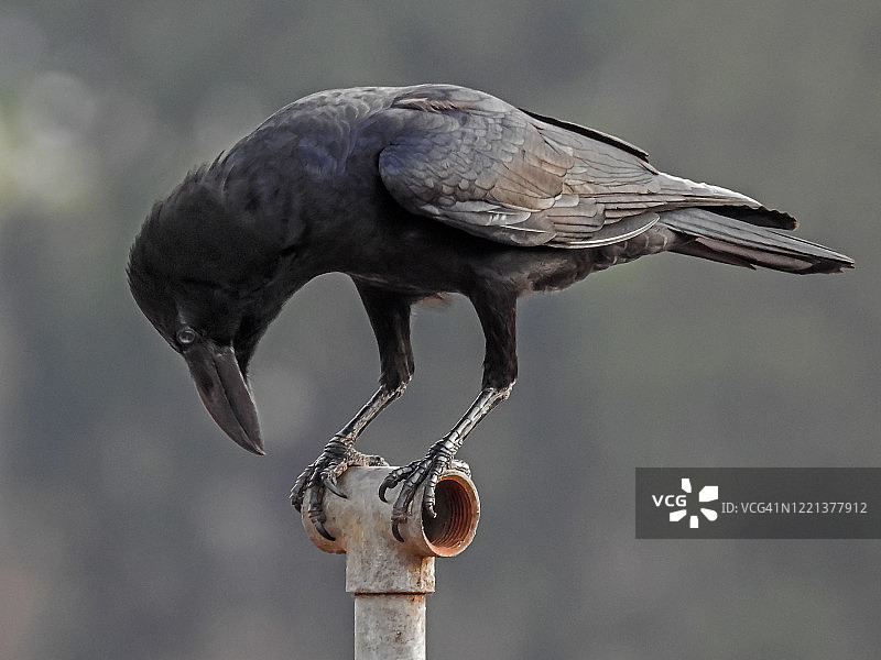 烟斗上的乌鸦鸟图片素材