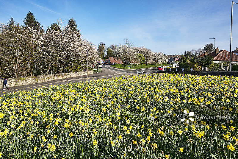 英国苏格兰斯特灵郡中部地区福尔柯克春天盛开的波蒙特村街道。图片素材