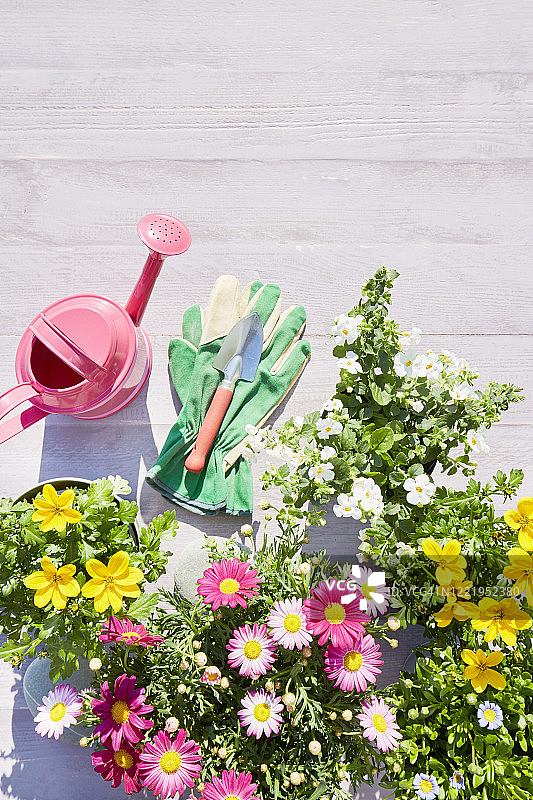 高角度的彩色开花花园植物，花园手套和粉红色的浇水罐在木制的背景图片素材