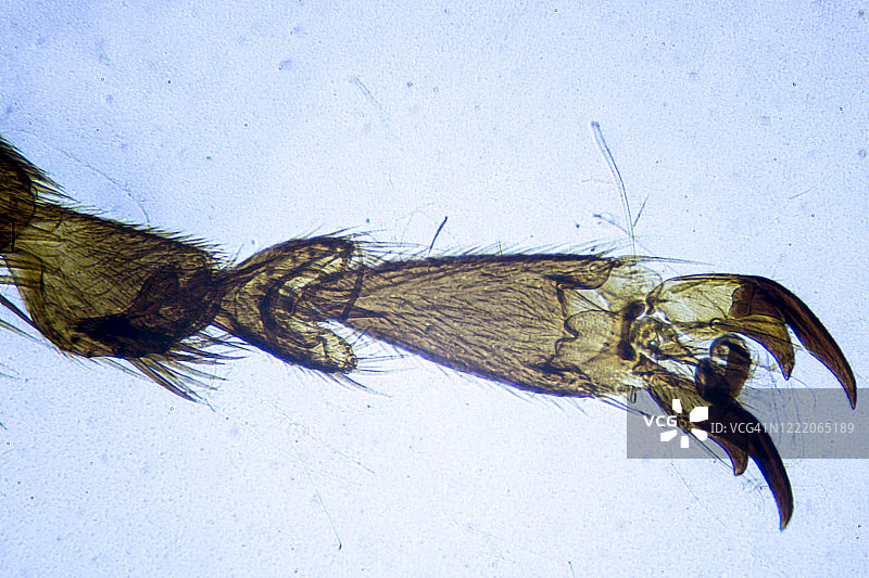 家蝇腿的显微图像图片素材