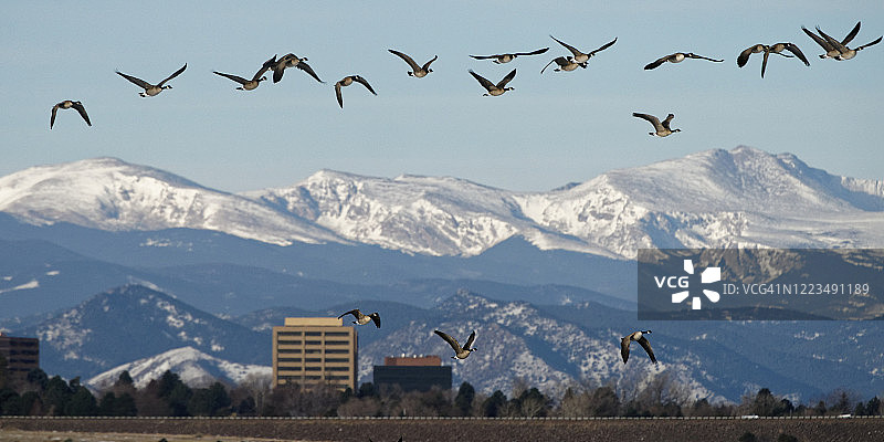 一群大雁在丹佛科技中心和落基山脉前飞翔图片素材