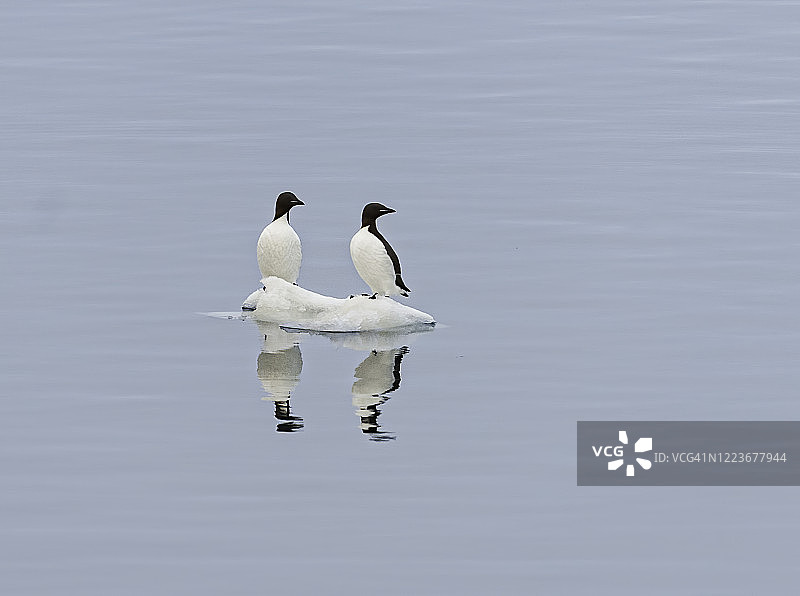 厚嘴海雀或Brünnich海雀(乌里亚龙)是海雀科的一种鸟类。和其他莫尔家的人一起站在冰流上。图片素材