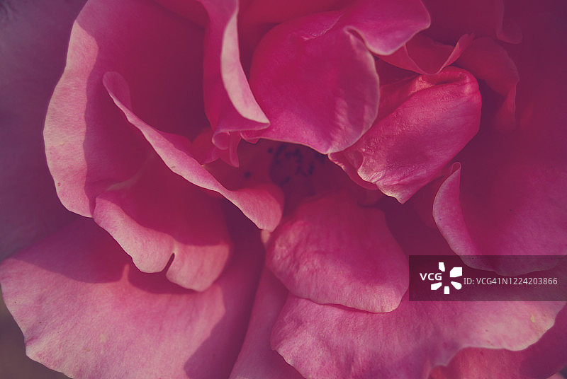 粉红玫瑰-特写图片素材