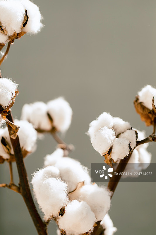 干棉花植物。光背景上的一根原棉芽。图片素材