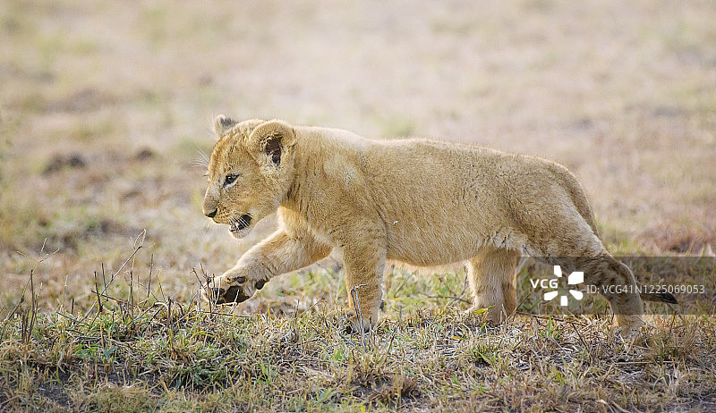 在肯尼亚马赛马拉，可爱的小狮子迈步图片素材