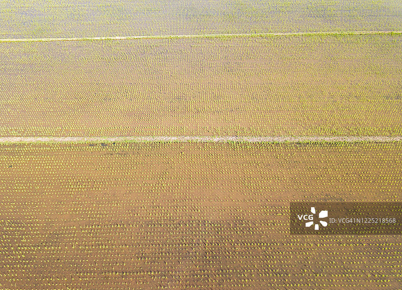 泰国清莱省雨季种植水稻后稻田鸟瞰图。图片素材