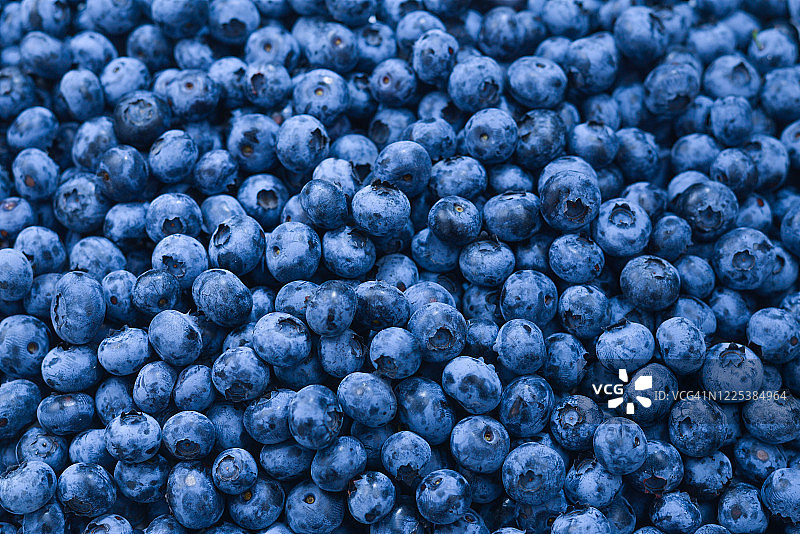 新鲜蓝莓背景。近距离观察蓝莓的质地。图片素材