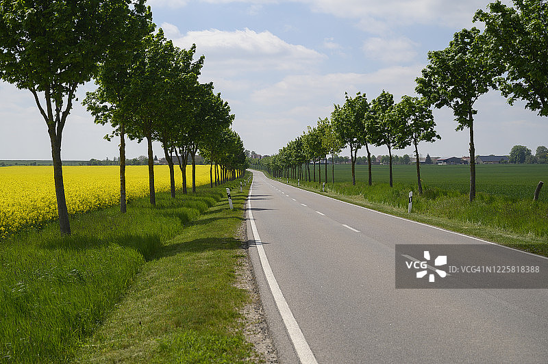 春天，田野被树木和油菜籽包围的乡间小路。勃兰登堡。德国图片素材