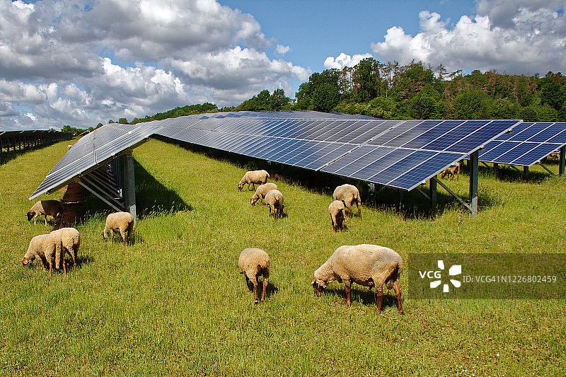 太阳能发电站与绵羊图片素材