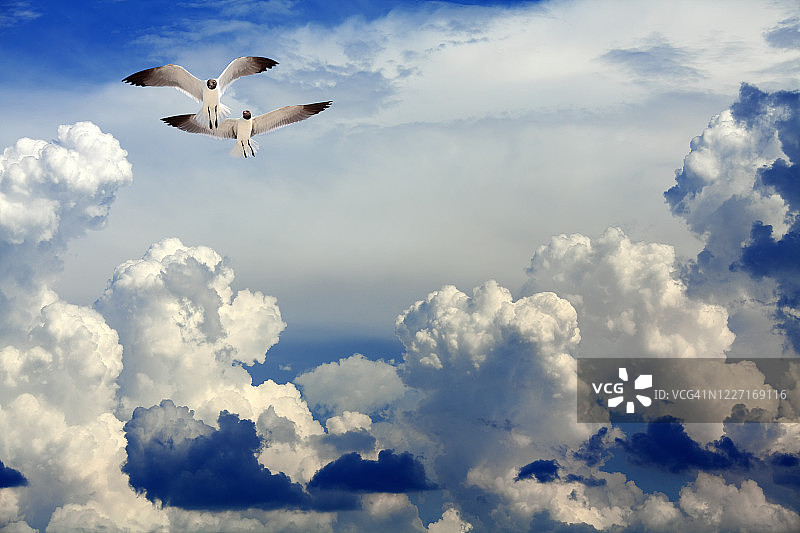 两只海鸥在暴风雨的天空中飞翔图片素材