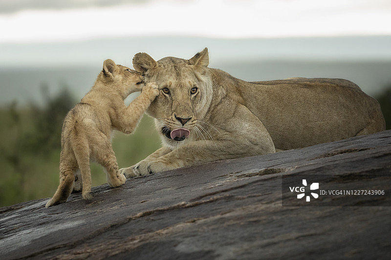 非洲狮和幼崽图片素材